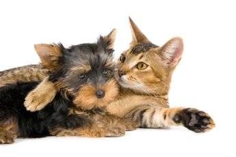 protect your pet card protect your pet card