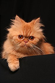 picture of a cat for cat behavior problems