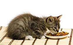 kitten eating dry cat food