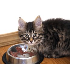 picture of cat eating for cat food allergies