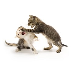 Cats fighting