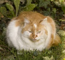 picture of cat for feline obesity