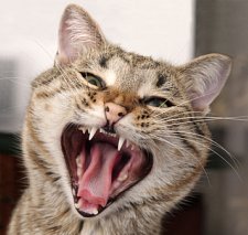 picture of cat for feline bad breath