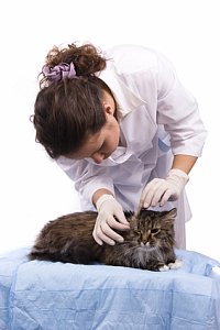 Feline Ear Mites