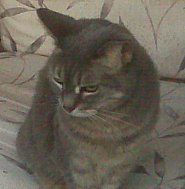 picture of Chrissy the cat
