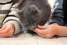 Two kids feeding a cat