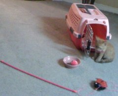 a cat by her cage getting ready to go to the vet