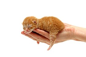 Newborn kitten in someone's hand