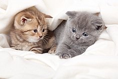 Picture of two kittens for Cat product reviews