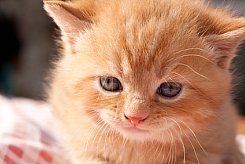 pictureof baby kitten for kitten food
