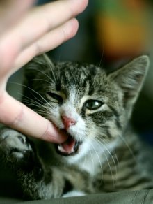 cat biting