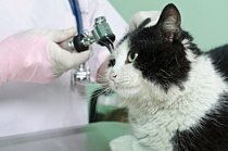 cat getting earschecked for earmites