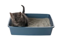 Cat litter box training