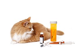 picture of cat sitting next to cat medicine