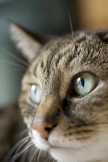 elderly cat elderly cat
