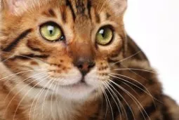 Feline Asthma
