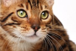 Feline Asthma
