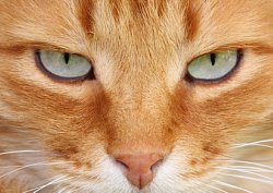 Feline Eye Infection