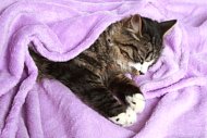 picture of a kitten coveredin a blanket