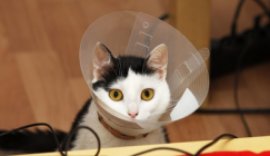 cat with a collar who recently got spayed