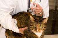 Cat getting a shot for diabetes in cats