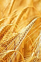 picture  of wheat for natural cat litter
